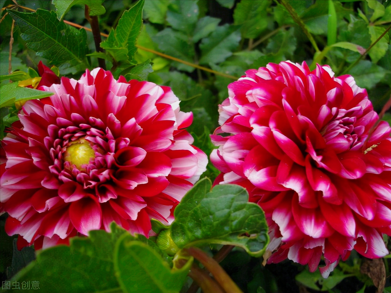 一花一世界，一路红花相伴，一生最美的相逢，一世最深的相思