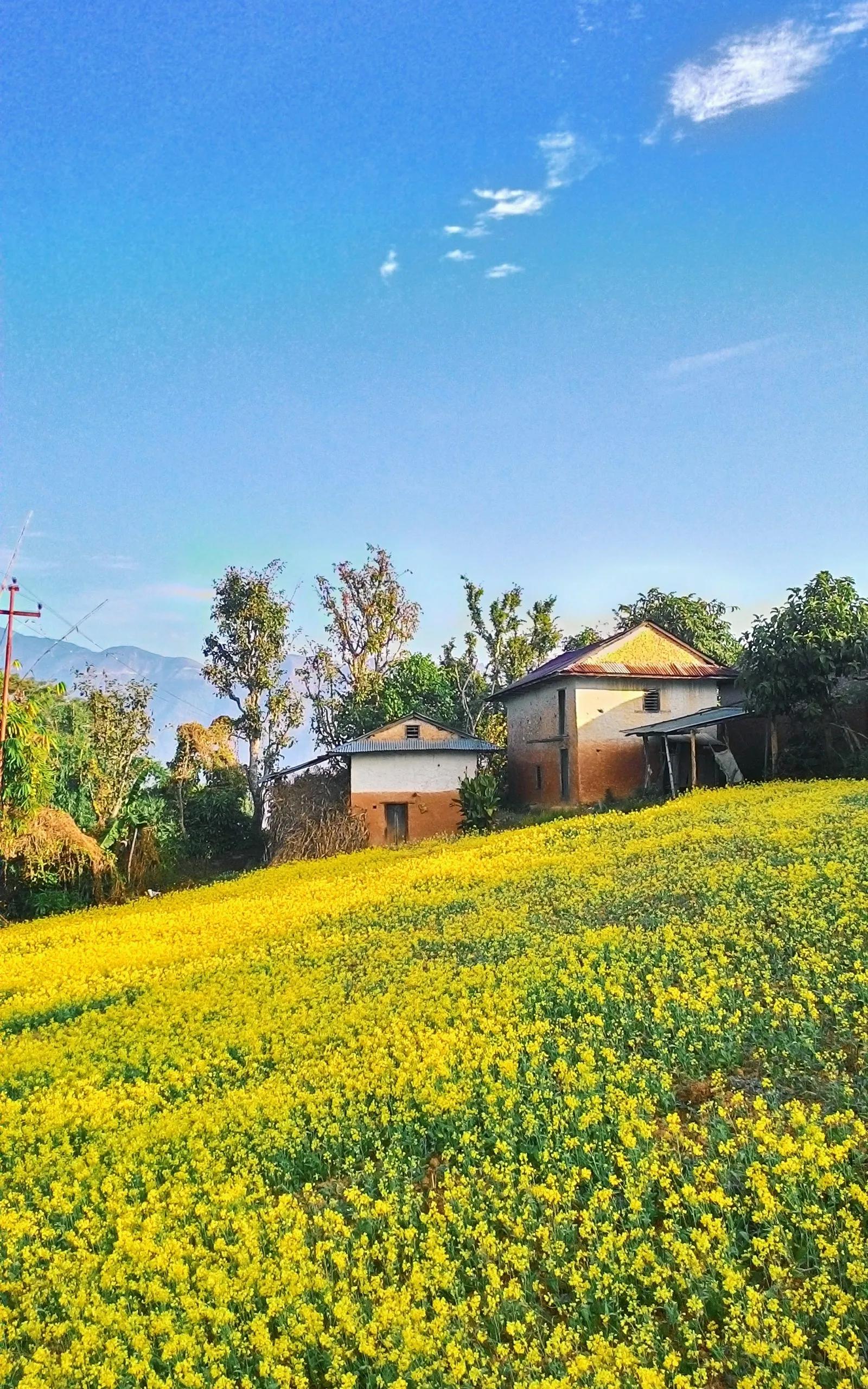 油菜花图片 油菜花图片绘画-大连号