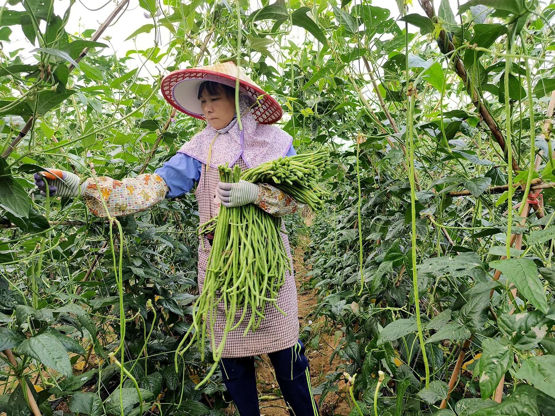 豆角亩产量一般多少斤（北方油豆角亩产量一般多少斤）-第2张图片-巴山号