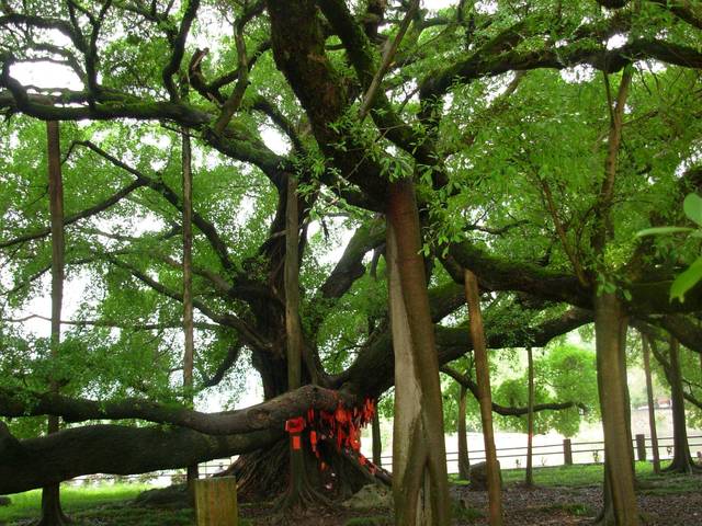 广西一奇特景点，整个景点只有一棵树还要20门票，树龄长达1500年