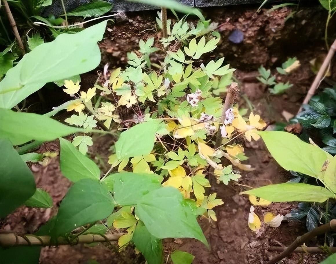 等到深秋,地栽的荷包牡丹,给它最后浇一次水,然后铺层干草,或者埋点土