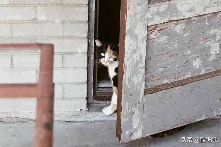 警惕猫咪冬季冻伤!急救指南在这里…