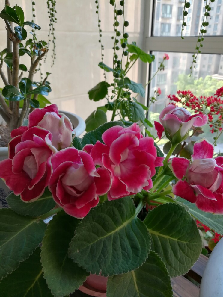 家里光照不足，建议养这10种“耐阴花”，有点散光就能长得很美