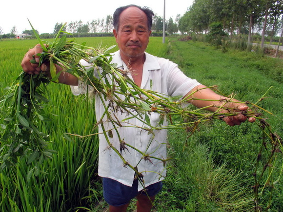 水花生超强的生命力