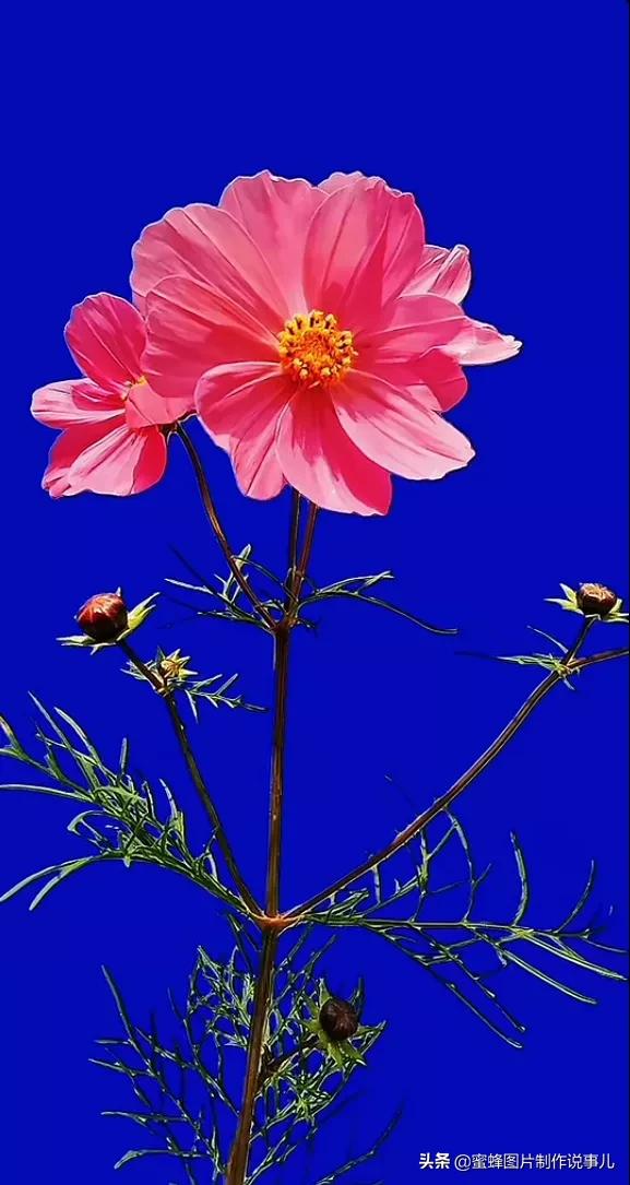 关于花的说说心情配图「简短」 _qq说说网