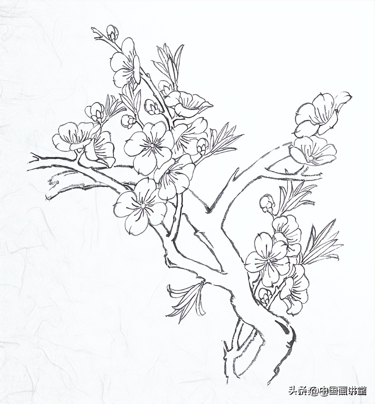 铅笔画美丽桃花树图片