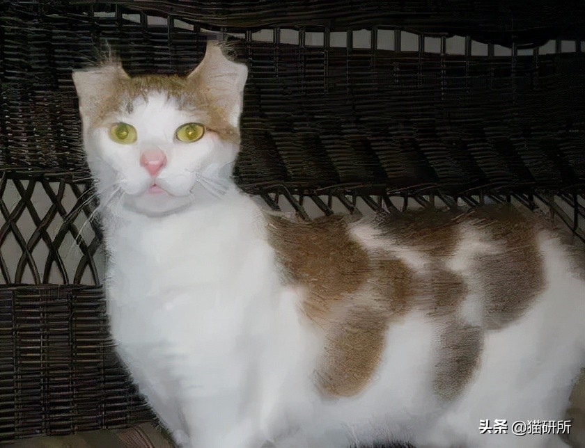 警惕猫咪冬季冻伤！急救指南在这里…