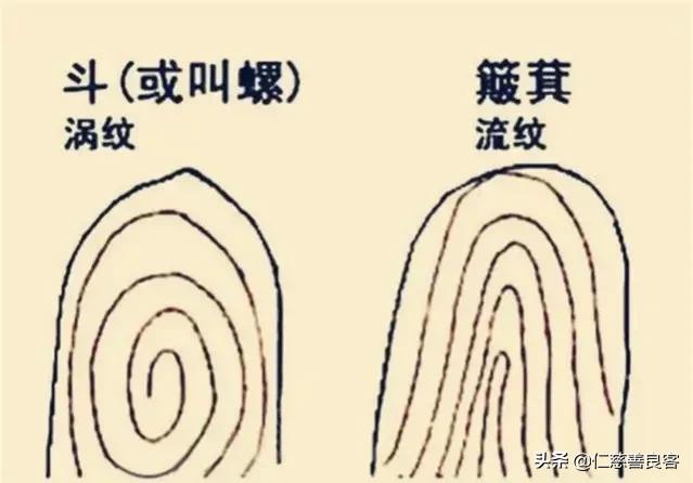 一螺穷、二螺富？人的命运和指纹有关？科学家发现斗与簸箕的奥秘