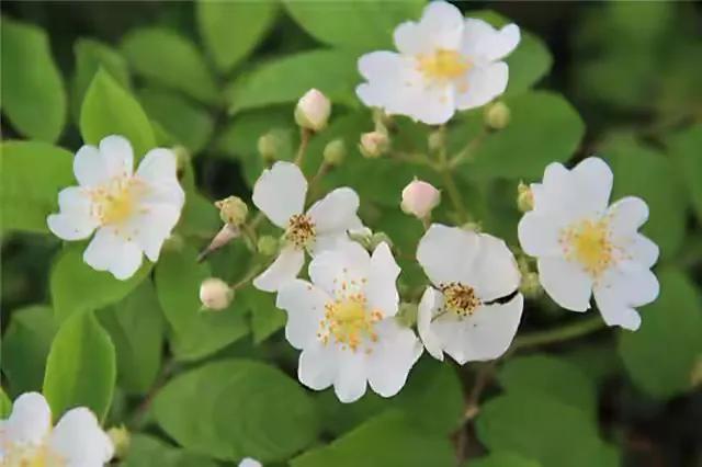 「散文」一枝荼蘼芳菲尽