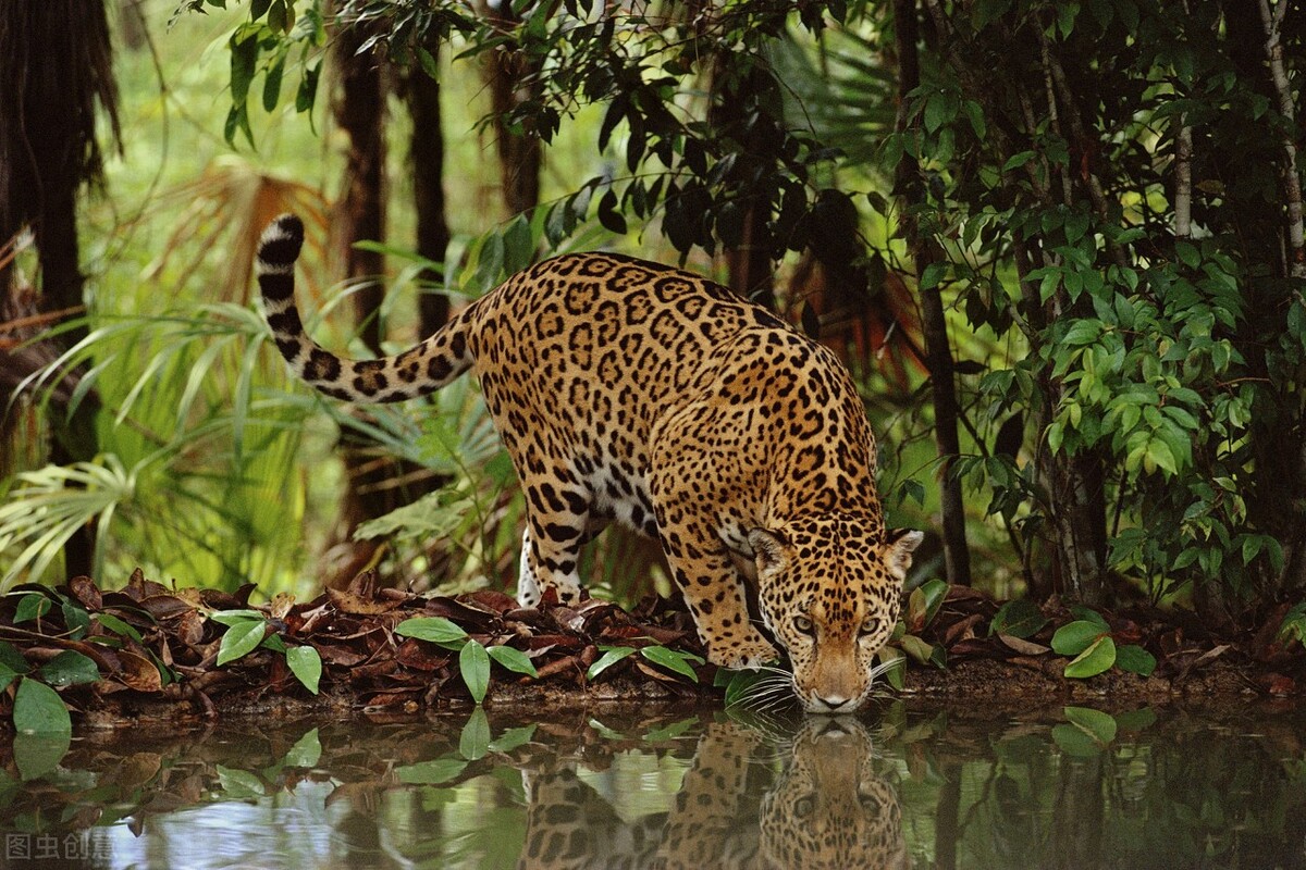 史前十种最恐怖猫科巨兽：剑齿虎等远古掠食者排行榜