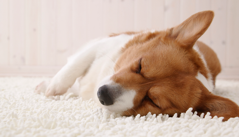 狗狗频繁呕吐怎么回事