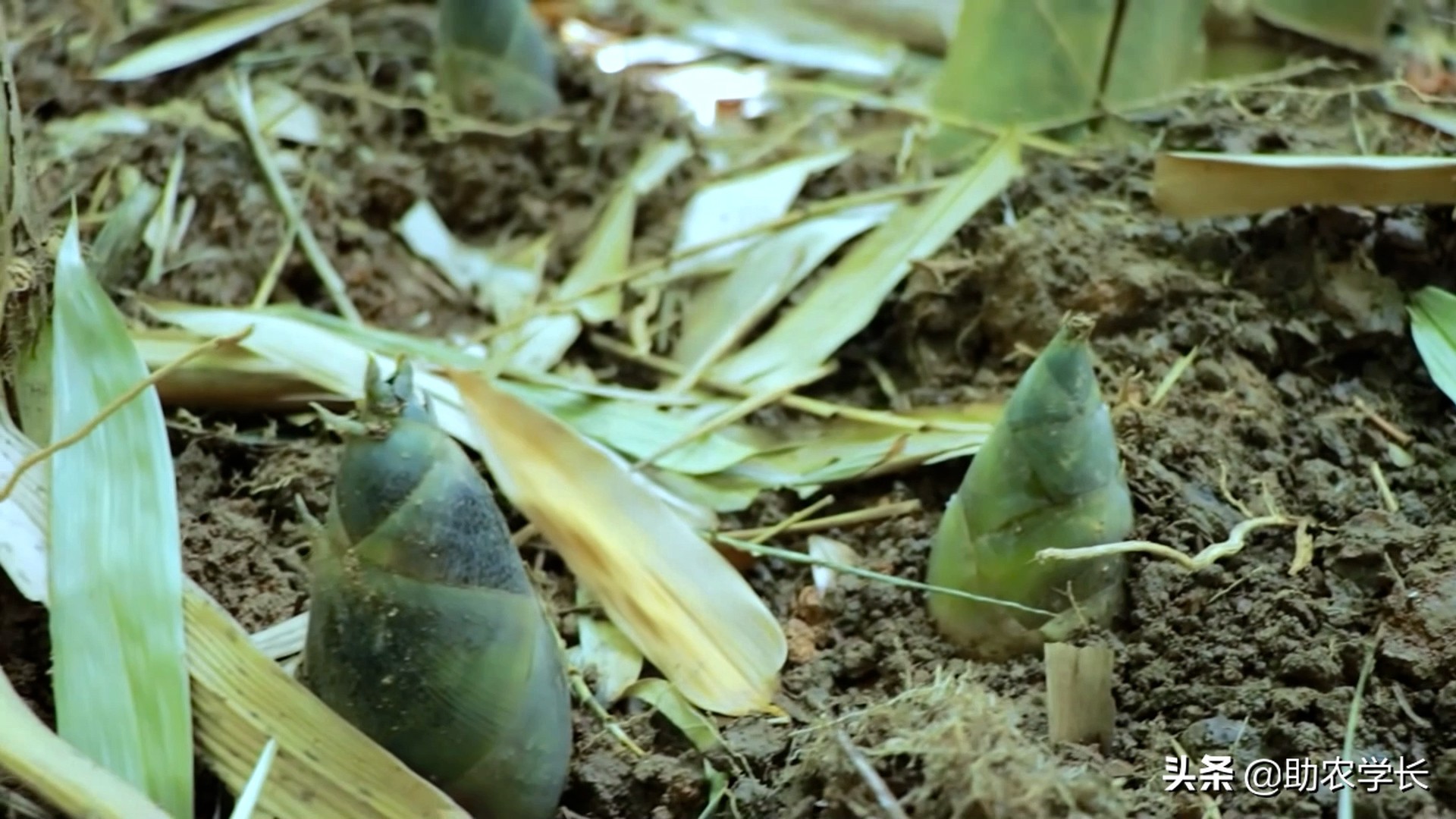 竹子种植时间和方法（教你小竹笋种植小技巧）