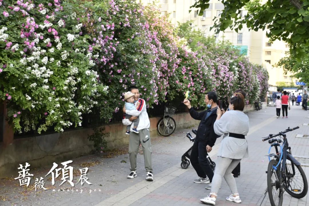 丹东这一地儿入选全国十大赏樱地！赏花攻略提前收藏