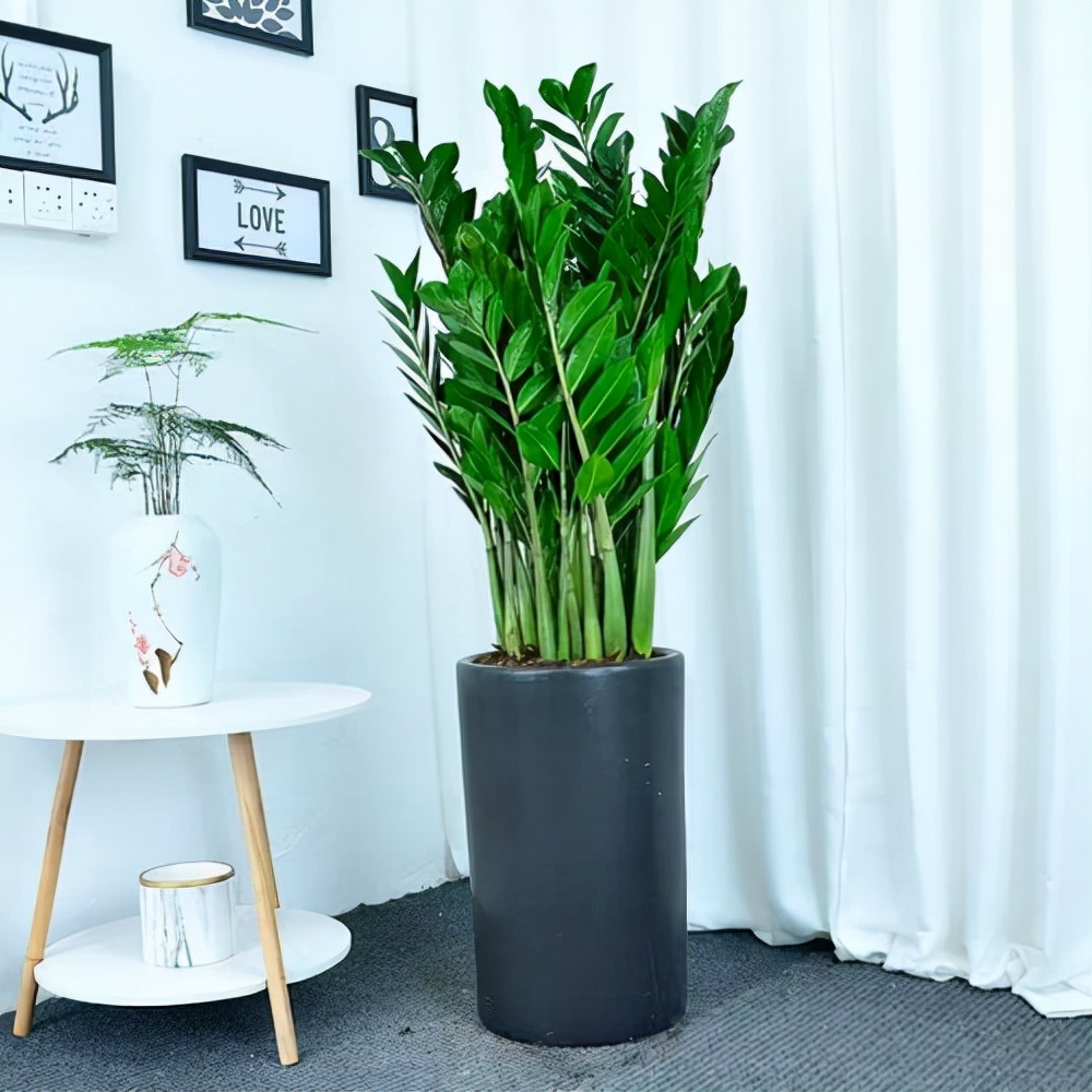 家里光照不足，建议养这10种“耐阴花”，有点散光就能长得很美