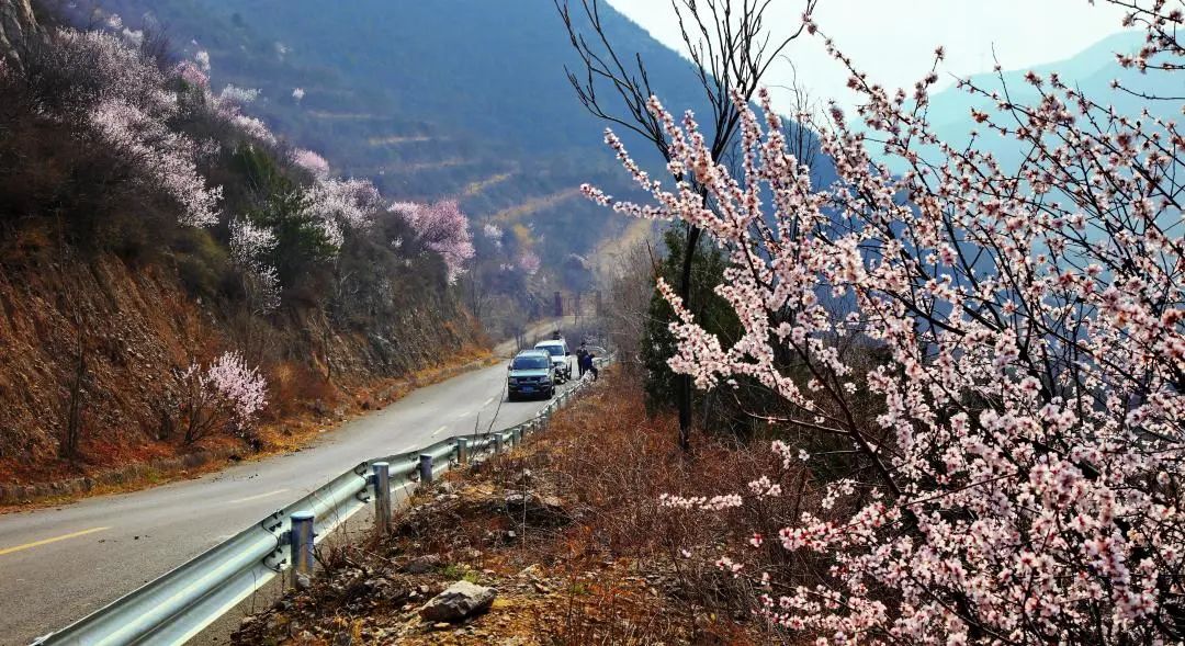 太原市晋源区：山花始盛开绿化管护忙