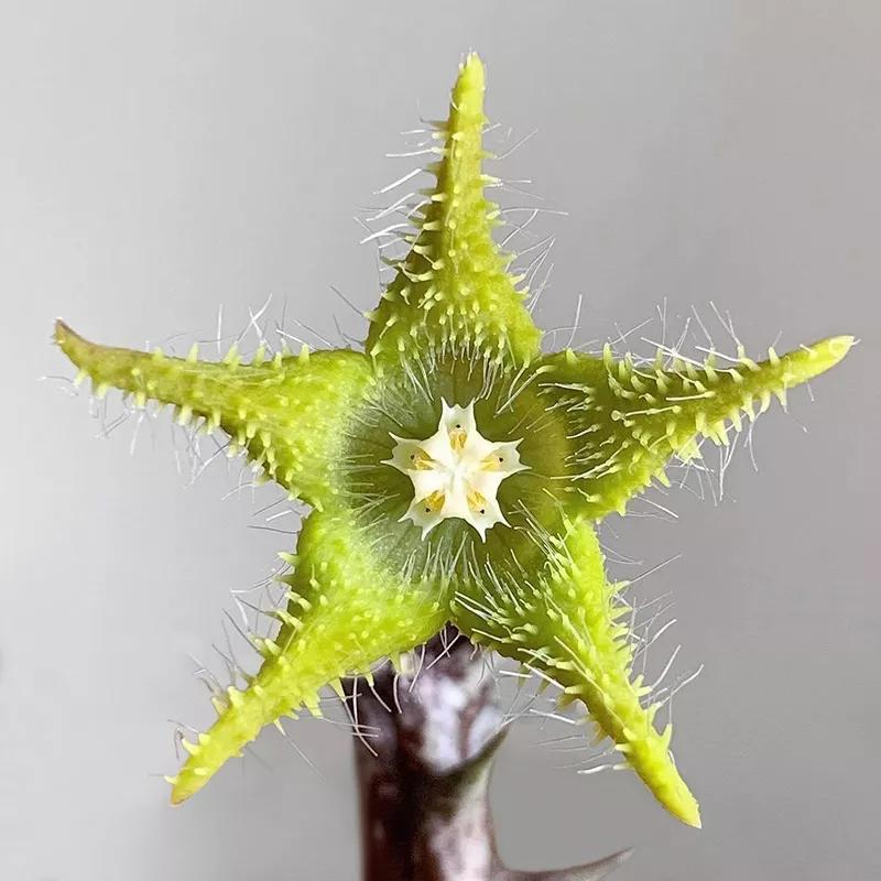 多肉品种大全图片名字(100种罕见多肉图鉴详细介绍)