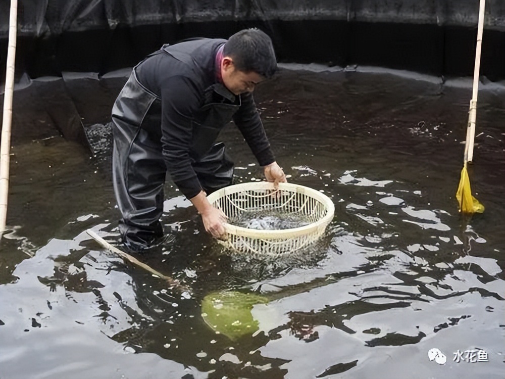 鱼儿筛小留大的工具——鱼筛：一个古老而又很有生机的传统方法