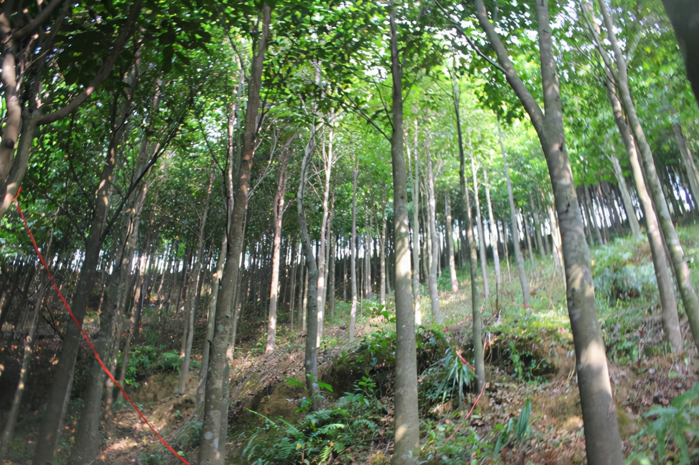 奇楠木种植图片