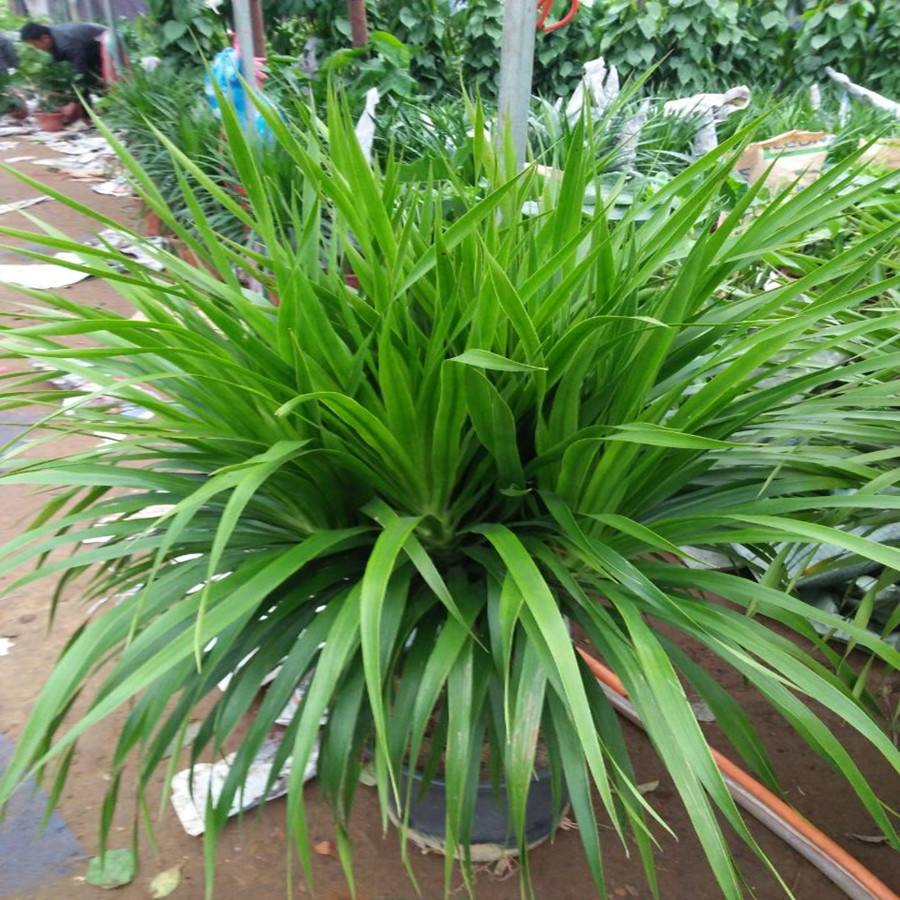 客厅养花讲究大，7种大型花，格调高，寓意好，养人又旺家