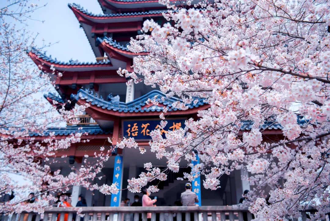 江苏无锡太湖鼋头渚的樱花,日本弘前樱花园,美国华盛顿樱花园是世界