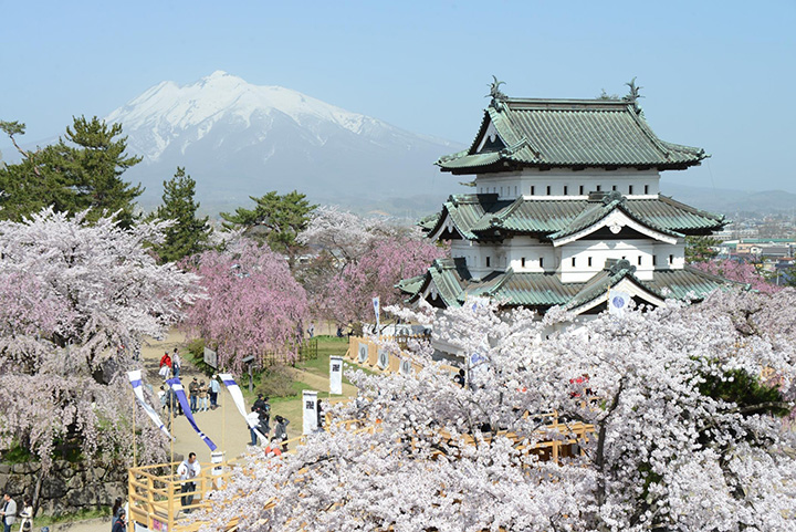 逛逛日本 22青森樱花前线 5月的樱花也能很美 天天看点