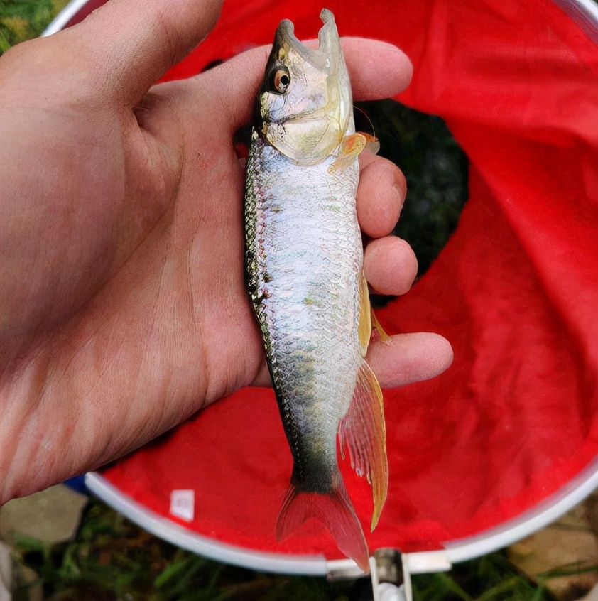 马口鱼:嘴巴像马嘴,重不过1两,却是"鱼中珍品",1斤高达60元