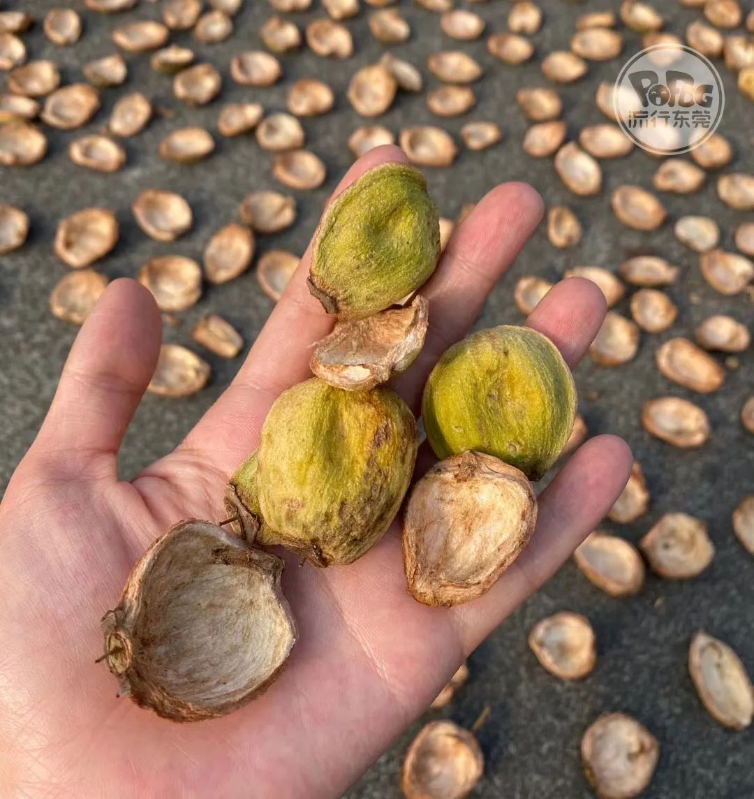 不过,蒲桃干的作用只是民间传说其作用还有待考究有中医师表示孕妇可