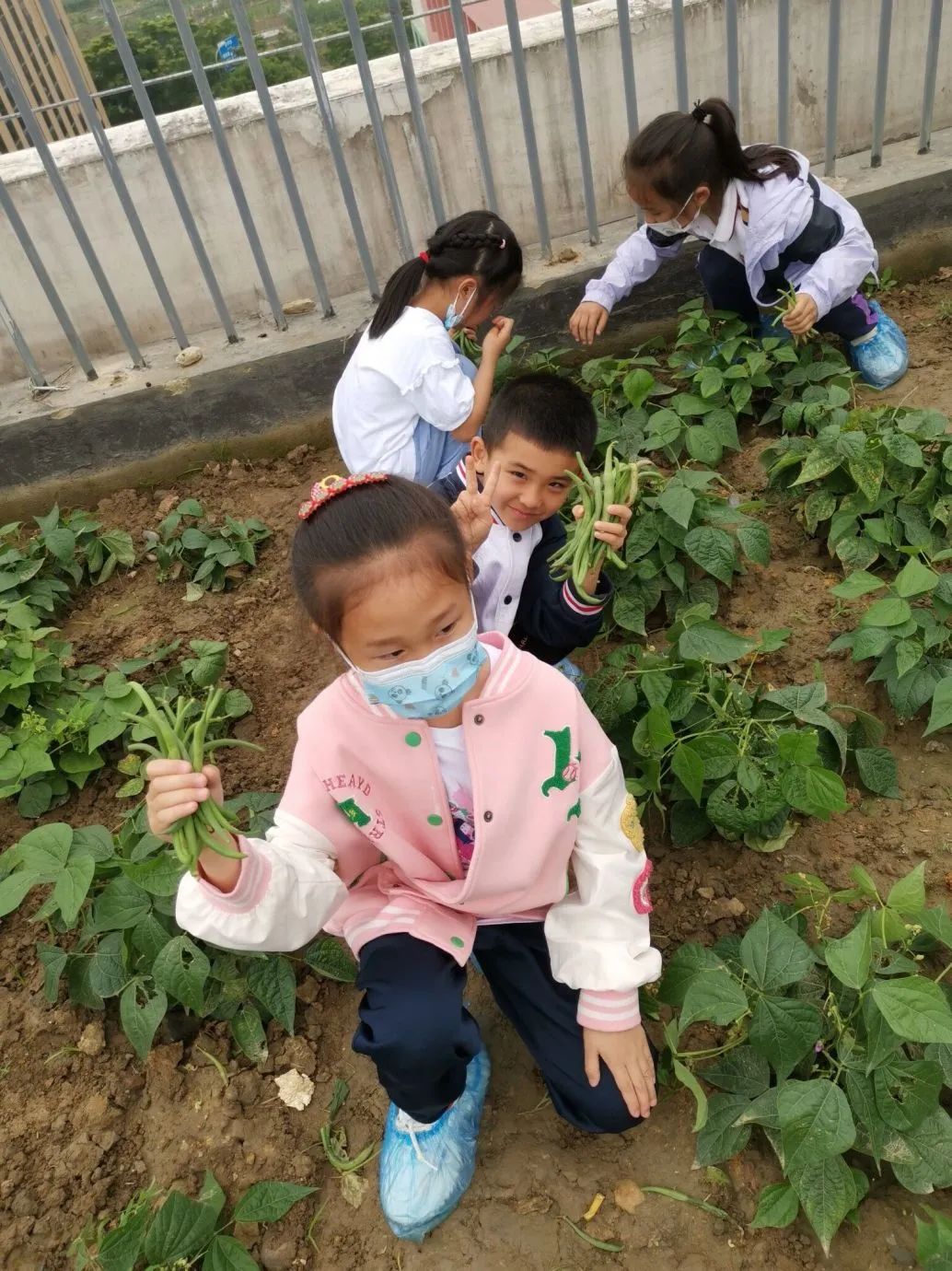 成都高新区朝阳小学深入开展二十四节气之小满有关活动