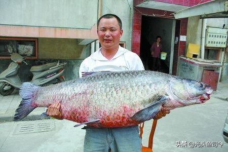 草鱼能长多大（鲤鱼能长多大）-第3张图片-易算准