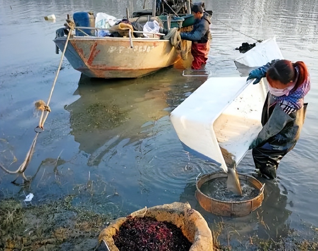 红虫本是水产育苗的好饵料 捕捞红虫现在成了非法捕捞
