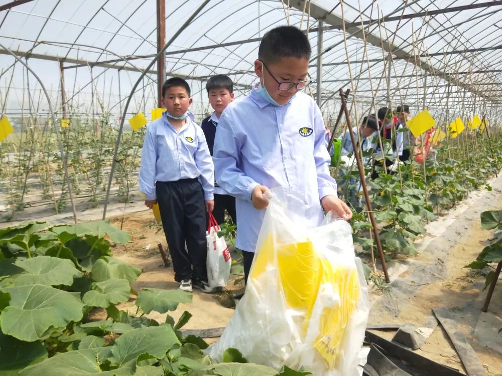 泗陽縣實驗小學:小小農(nóng)夫捉蟲忙(圖14) 泗陽縣實驗小學:小小農(nóng)夫捉蟲忙(圖14)