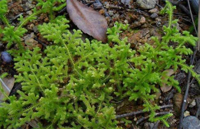 伸筋草的功效与作用 伸筋草神奇功效-文化号