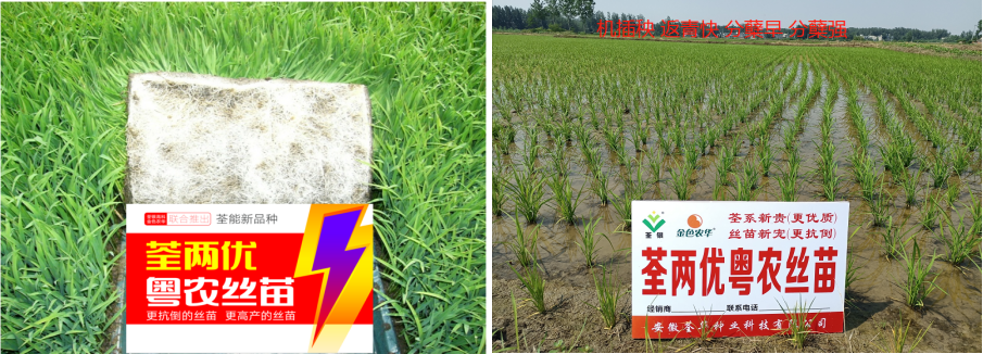 荃能稻·荃两优粤农丝苗—再生稻栽培技术指导
