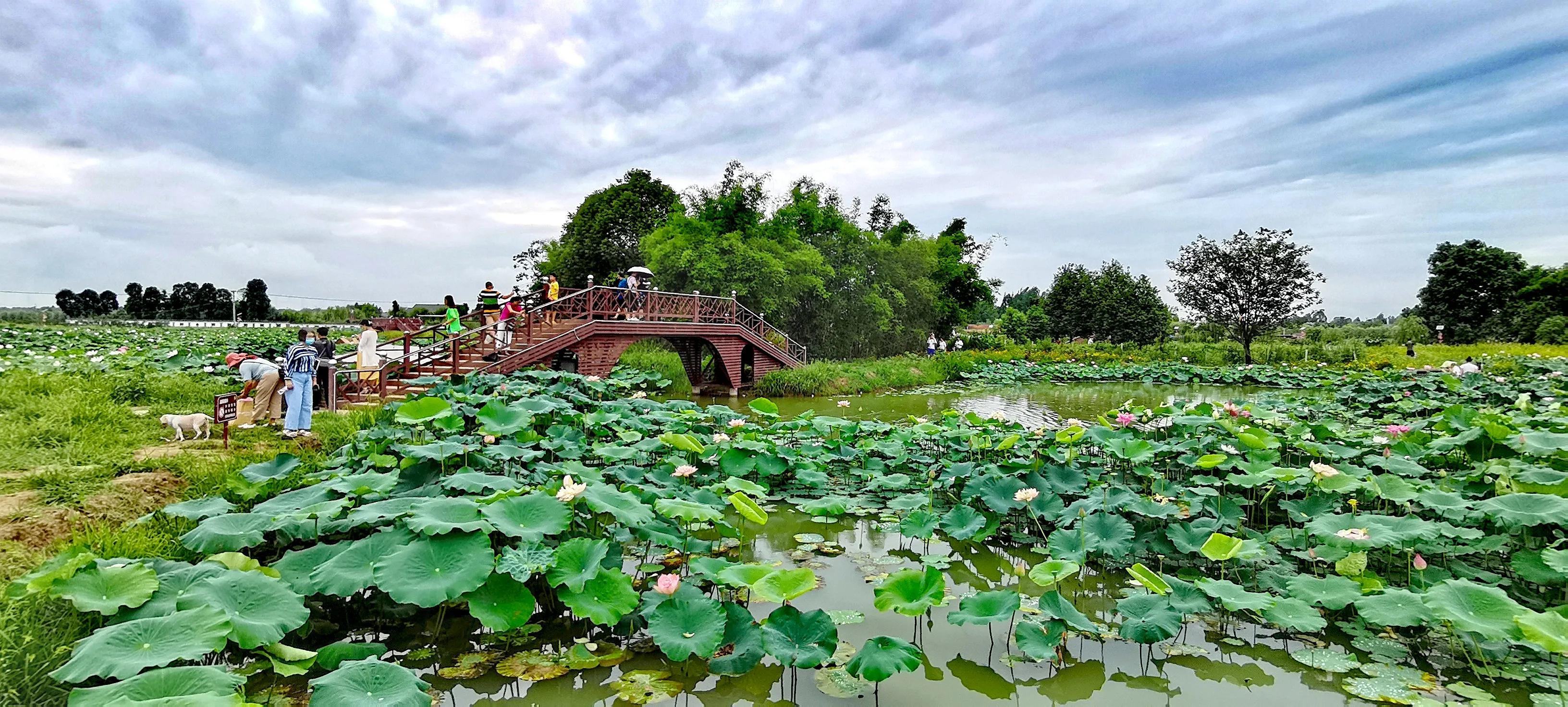 带你去看新津千亩荷田