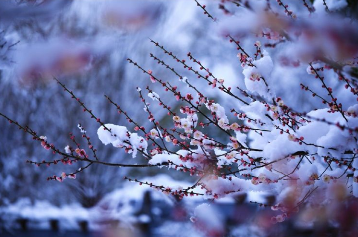 更须踏雪看梅花,十二首踏雪寻梅的诗词,看雪中梅花傲雪绽放