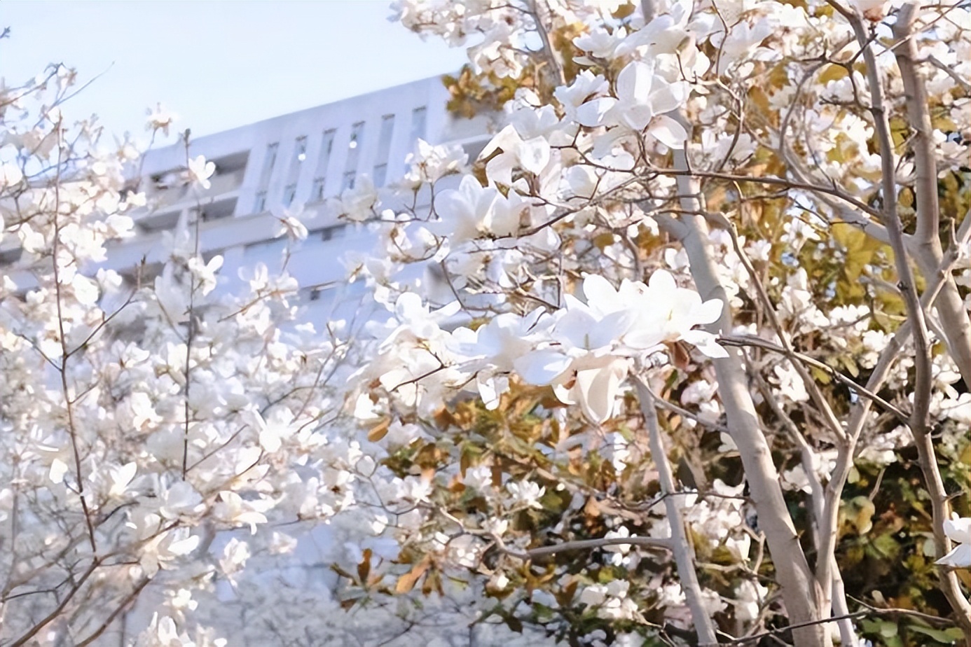 盛产学霸，实力一流！上海“双一流”：同学院42人集体升学名校深造！