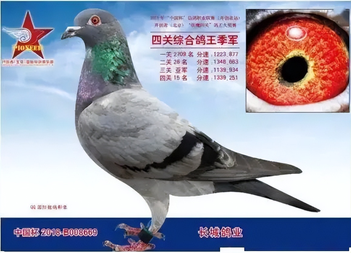 中国最贵十个鸽子品种超级名鸽图片