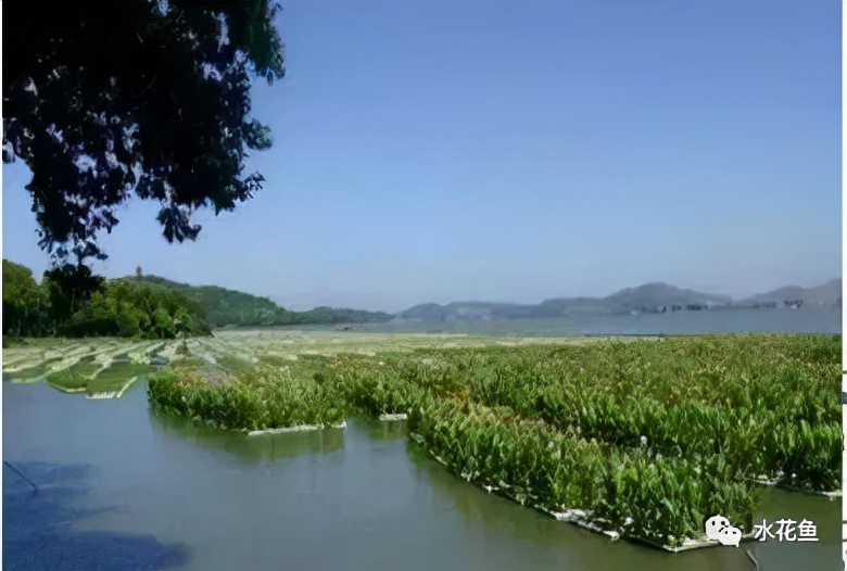 水产养殖尾水处理——多级人工湿地净水技术