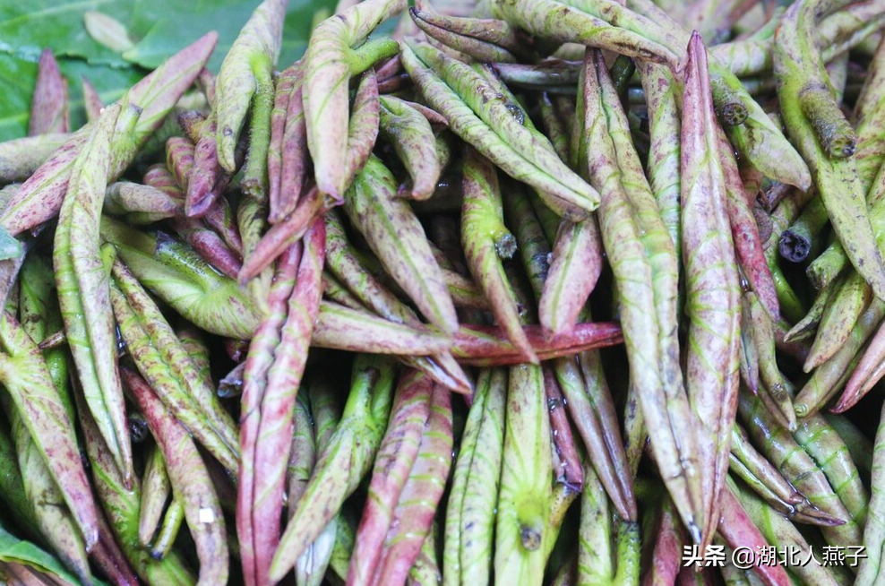 春天挖野菜，送你56种野菜大图片，带你见识不同的野菜和吃法
