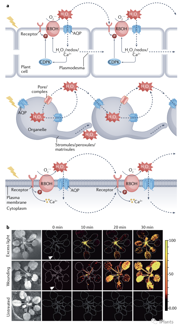「NatureIF 113.9 」全面综述植物应激反应中 ROS 信号传导的研究进展