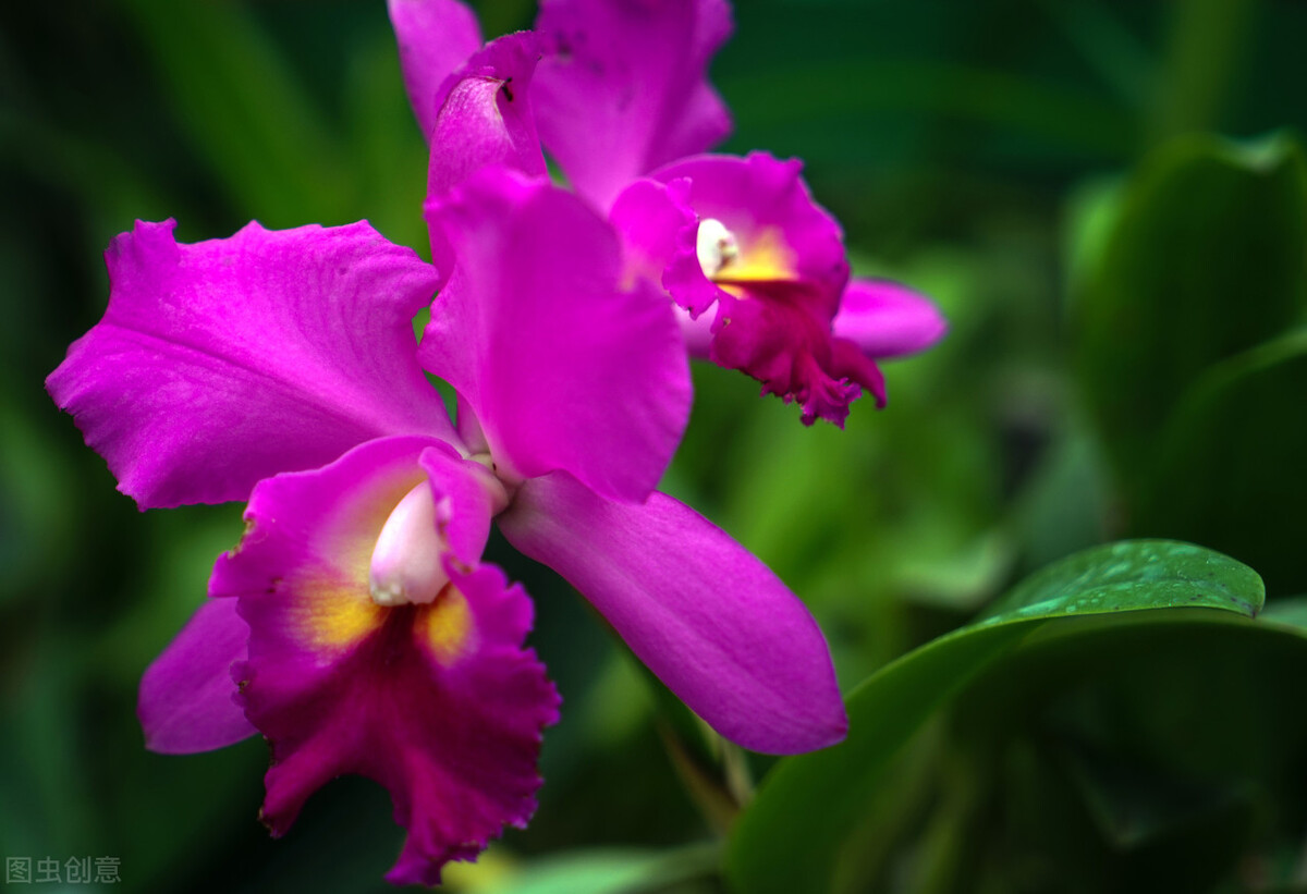 飞花令“兰”的诗句全集1000首古诗词句学生必背