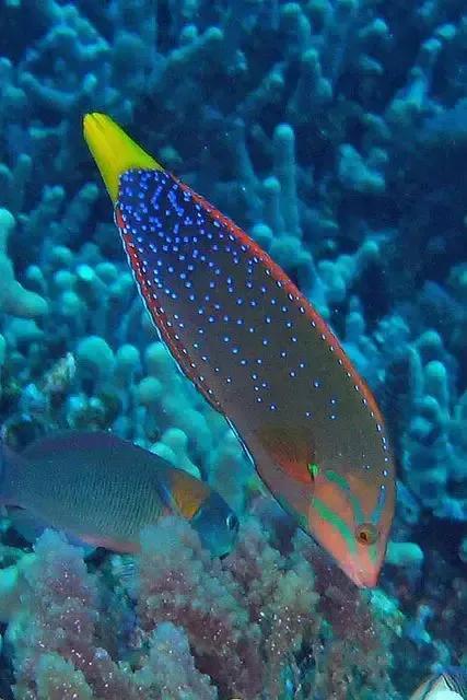 海洋中最美的精灵,各种惊爆眼球的鱼类美图欣赏