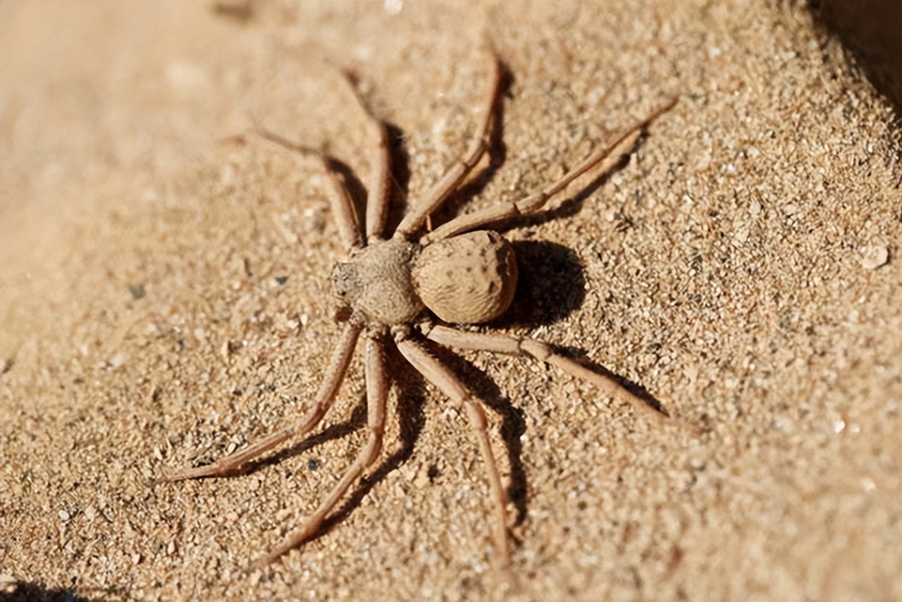 世界上最毒的蜘蛛有哪些(世界上最毒的10种蜘蛛)生物科普科普兄弟