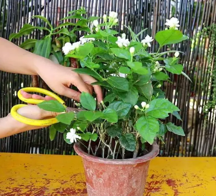 茉莉花的养殖方法和注意事项（茉莉花的养殖方法和注意事项有哪些）-第8张图片-科灵网