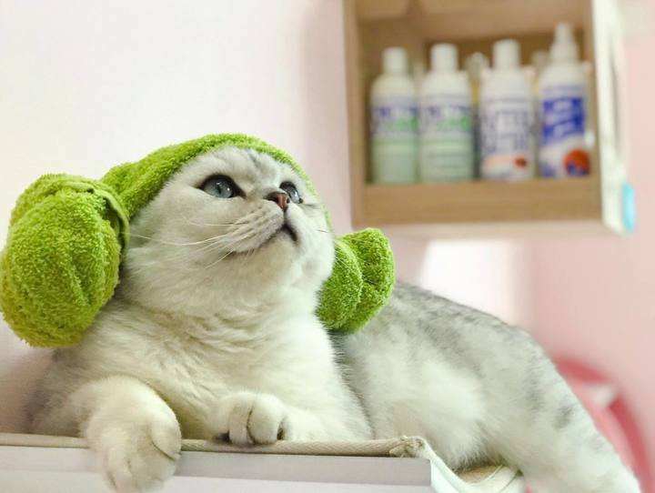 猫咪可以用人的沐浴露洗澡吗（没有猫沐浴露可以用什么代替）-悠嘻资讯网