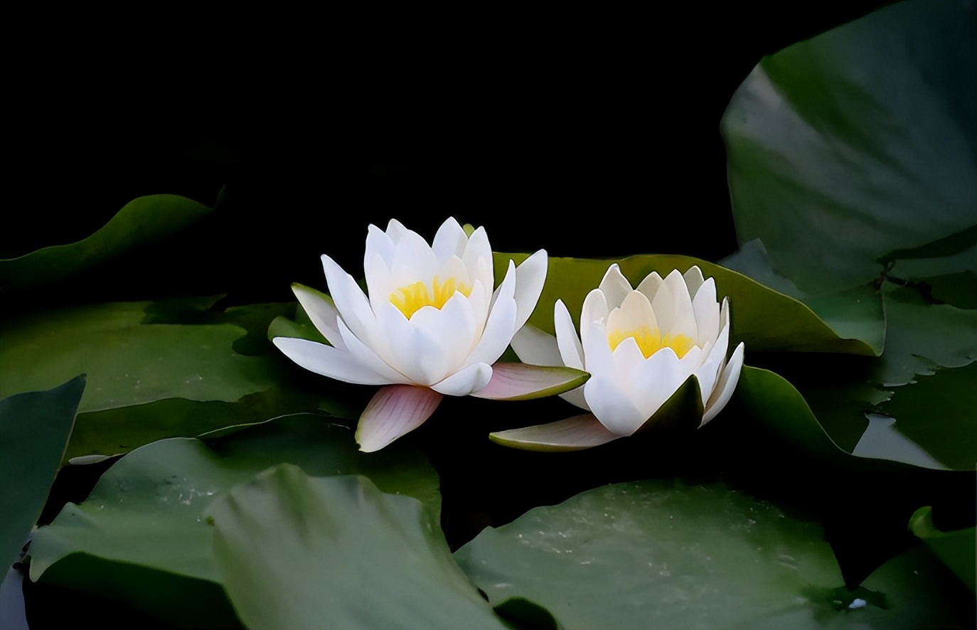 诗词 | 白莲半菡未开时,古诗词里的白莲花,清风徐来,莲花盛开