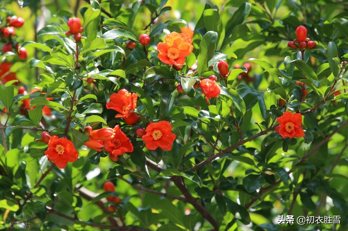 早夏石榴花明艳美诗七首：浓绿万枝红一点，正是清和首夏时