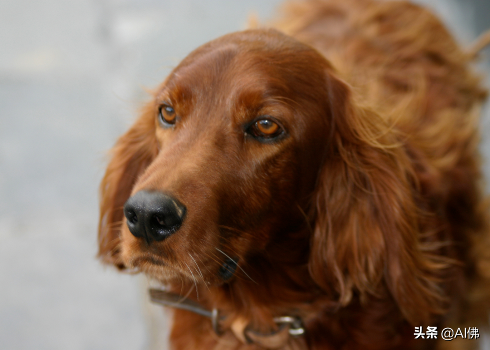 美国人评出排名前 63 最聪明的犬种