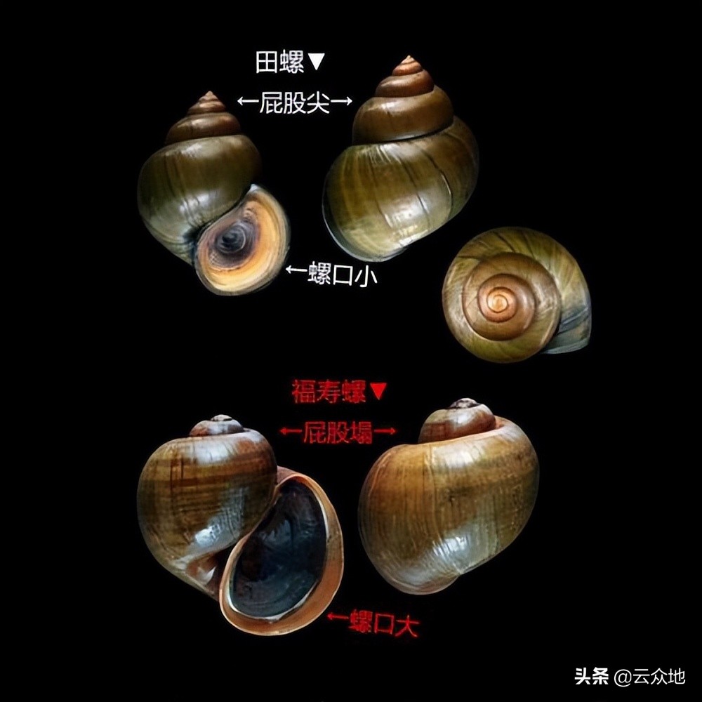 福寿螺是外来生物,与本地田螺不同,它是卵生动物(田螺是卵胎生动物)