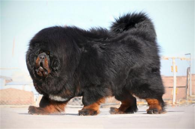 这是前几年"藏獒热"正是火爆的时候真的可以成交的价格.